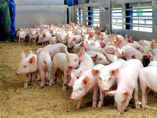 В Хабаровском крае построят свиноводческий комплекс за 2,6 млрд рублей