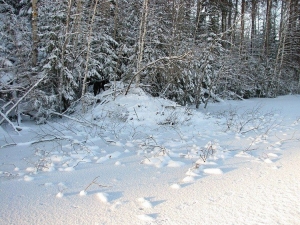 Постройка зимовья за 20 дней в заснеженном лесу
