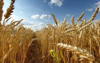 Фузариоз пшеницы: меры борьбы