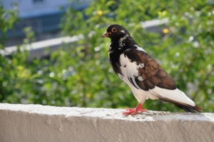 Как отвадить голубей с крыши балкона