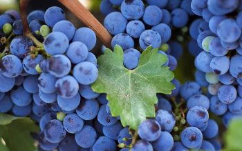 Как прививать виноград весной для начинающих