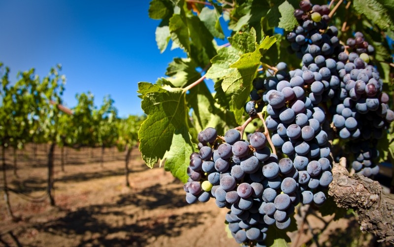 Как прививать виноград весной для начинающих