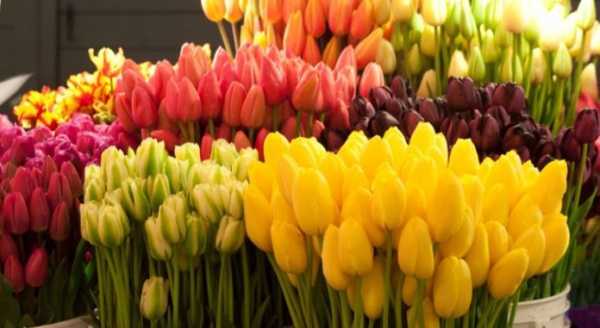 Какие цветы нужно дарить на 8 марта: какие можно и нельзя дарить, что означают тюльпаны, розы, ромашки, кому