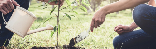Почти 60 взрослых деревьев высадил инвестор в промзоне «Грайвороново»