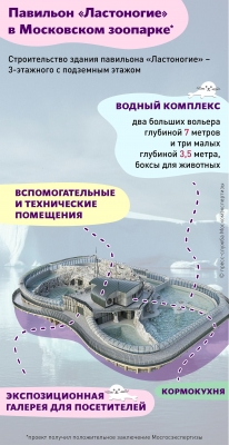 В Московском зоопарке построят павильон для морских котиков и тюленей