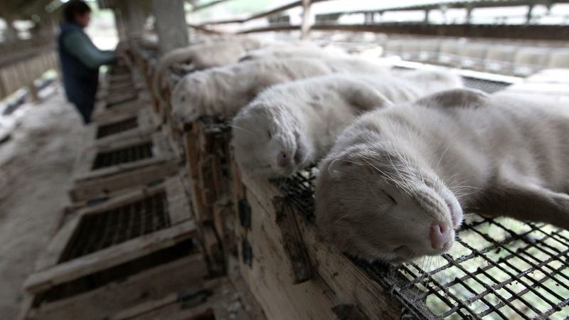 СМИ Латвии сообщили о мутациях коронавируса на звероферме с норками