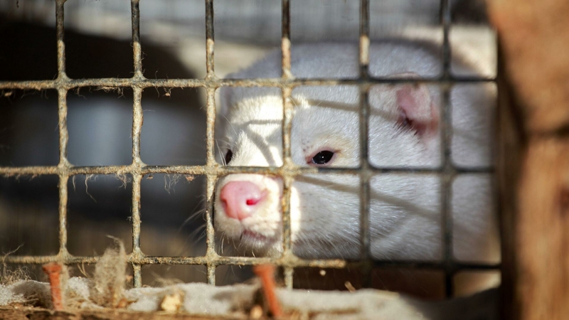 СМИ Латвии сообщили о мутациях коронавируса на звероферме с норками