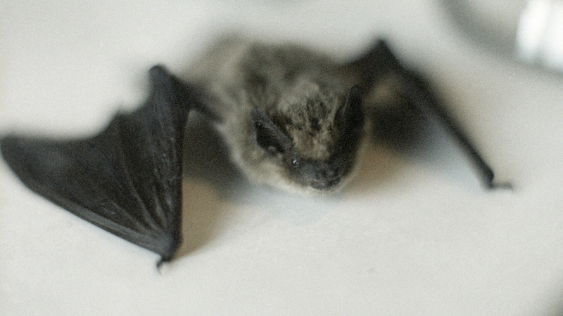 СМИ Латвии сообщили о мутациях коронавируса на звероферме с норками